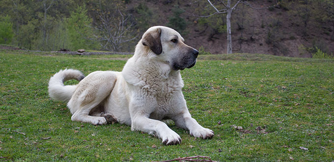 Kangal shepherd dog sitting on grass
