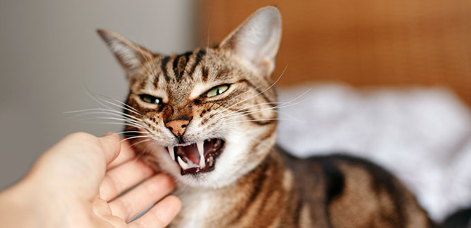 Man woman petting stroking hissing angry tabby cat.