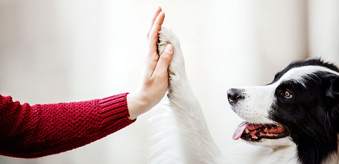 Paw and hand. Border Collie dog gives paw.