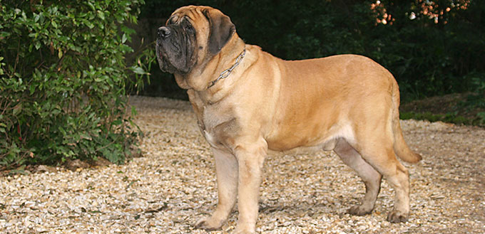 Portrait of a Mastiff Dog in outdoors.