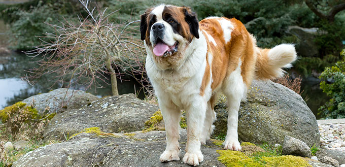 Portrait of a nice St. Bernard dog, female in the spring garden