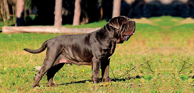 Portrait picture of a Neapolitan Mastiff outdoors