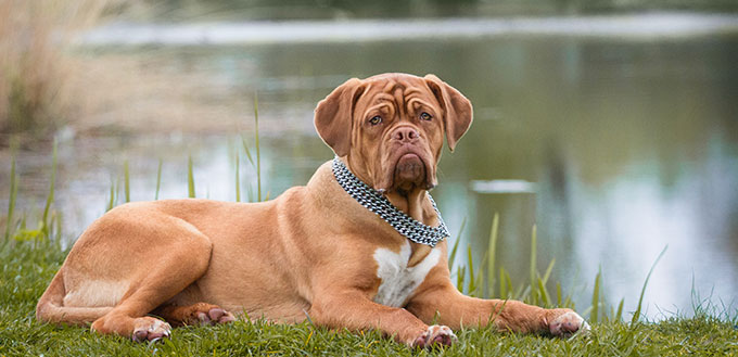 Puppy of Dogue de Bordeaux posing Outdoors