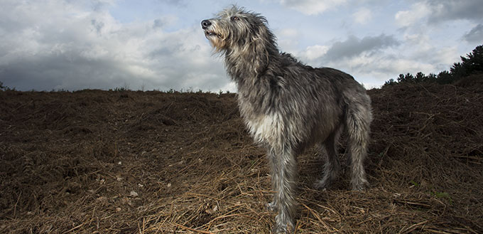 Scottish Deerhound