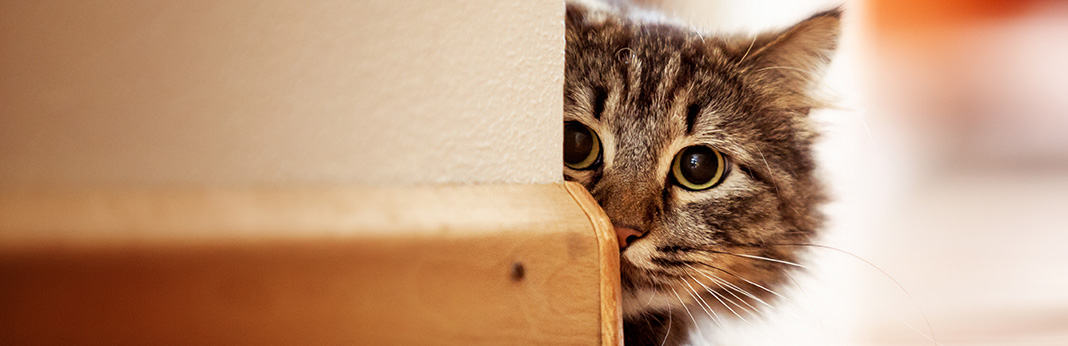 The Curious Case of Cat's Character - Why Are Cats So Curious?