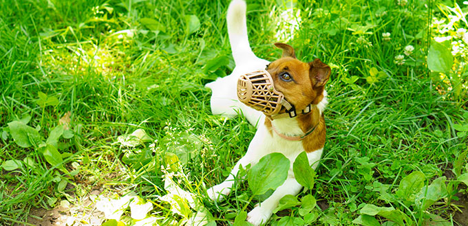 The dog lies on the grass in a muzzle.