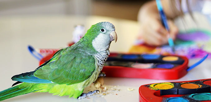 The green quaker parrot is posing on for his owner - beautiful toddler girl who is painting a picture sitting at the table. Pet bird friendship