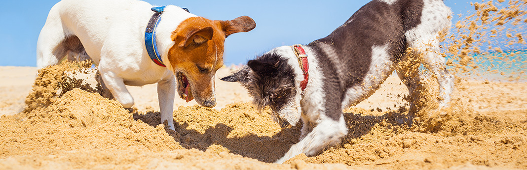 Why Do Dogs Bury Things