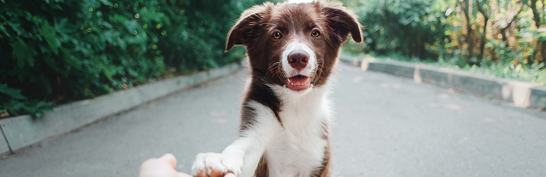 Why-Do-My-Dog’s-Paws-Smell-Like-Corn-Chips