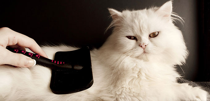 Woman combing fur of a white Persian cat