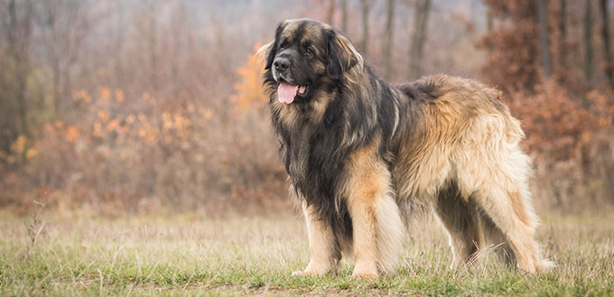 adorable portrait of amazing healthy and happy young leonberger in the forest