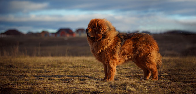 beautiful Tibetan mastiff. red dog on the background of a spectacular sky. Rural landscape.