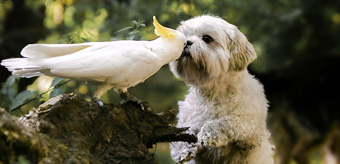 cockatoo kissing a little white hairy dog