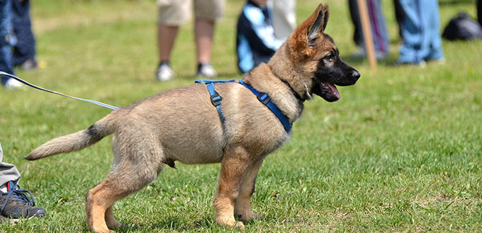 german shepherd