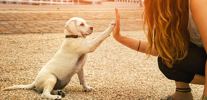 handshake between woman and pretty puppy- High Five - teamwork between girl dog