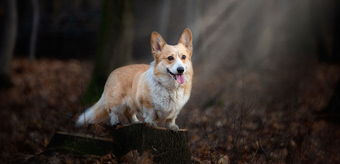 A Welsh Corgi Pembroke dog stands on a pin in the middle of the forest, illuminated by a ray of incident light