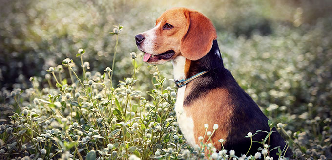 A beagle dog is sitting in the wild flowers field.