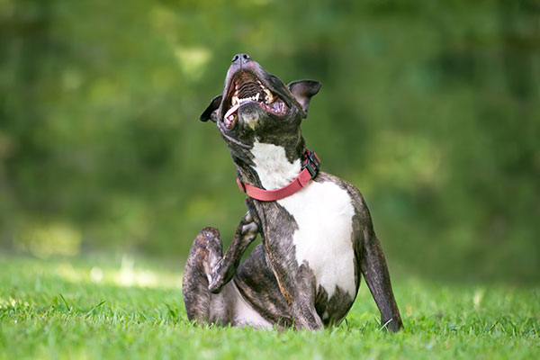 A brindle and white Pit Bull Terrier mixed breed dog sitting outdoors and scratching at its collar