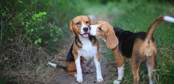 A couple of begle dog playing in the yard,an elder beagle dog being kissed by a younger.