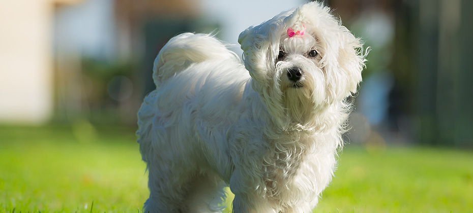 A cute female maltese dog