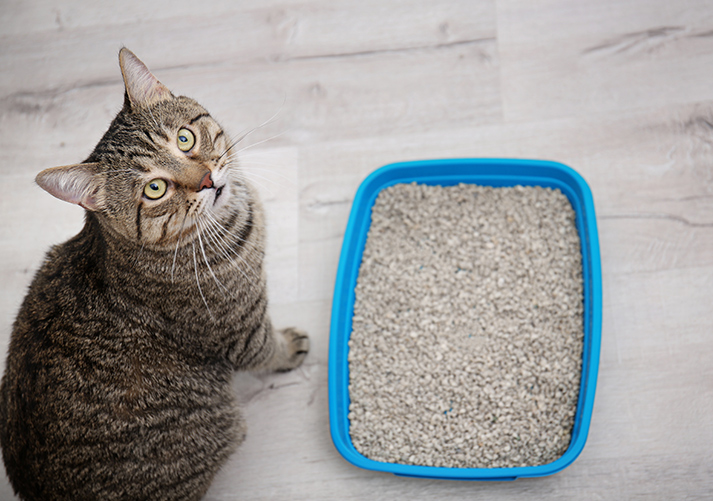 Adorable cat near litter tray indoors.