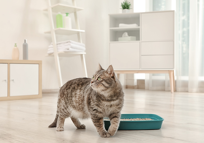 Adorable grey cat near litter box indoors. Pet care