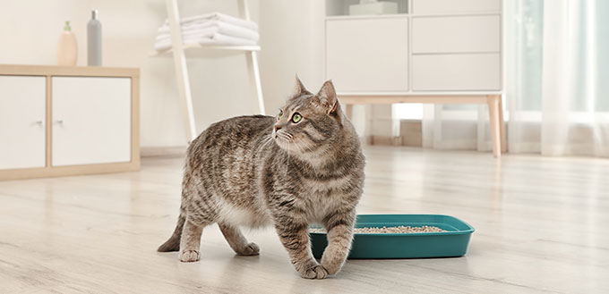 Adorable chat gris près de la litière à l'intérieur.  S'occuper d'un animal