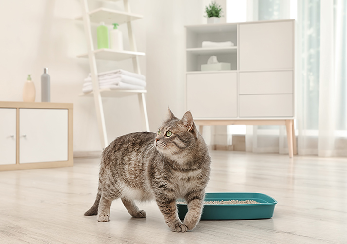 Adorable grey cat near litter box indoors