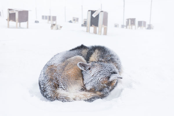 Arctic sled dogs during winter time, snow storm