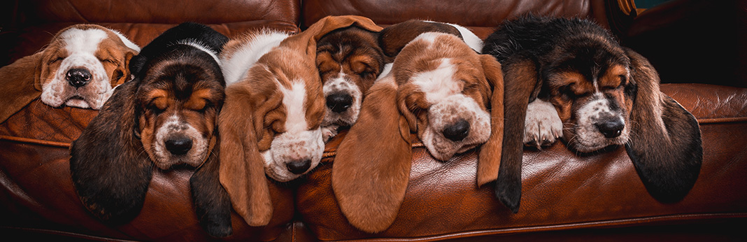 Basset Hound: Breed Info, Pictures and Facts