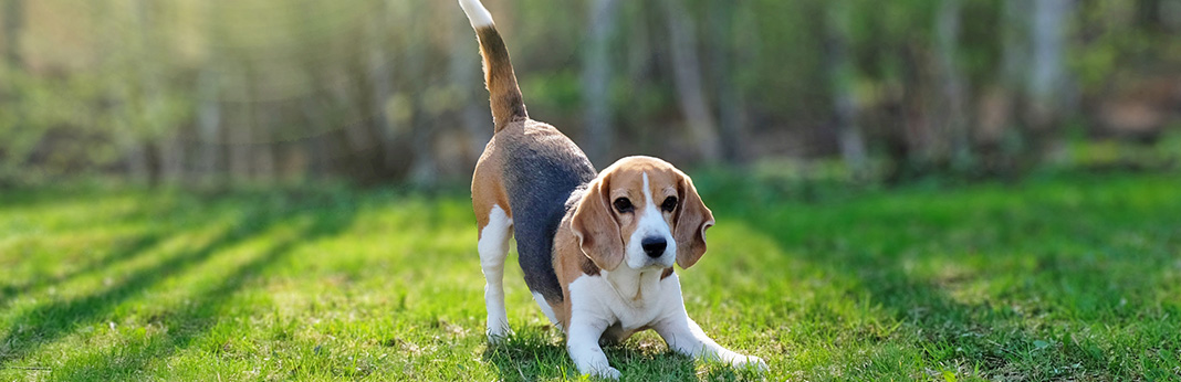 why do beagles like to cuddle