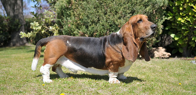 Beautiful Basset Hound purebred dog