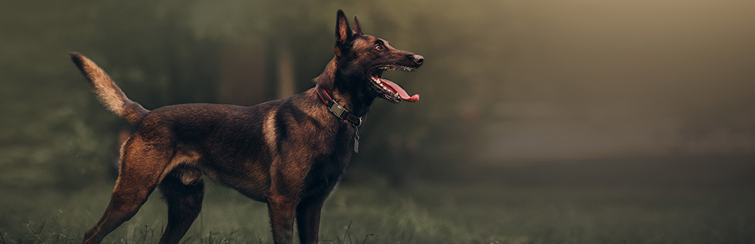Belgian Malinois: Breed Information, Characteristics, and Facts