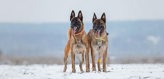 Belgian Shepherd Dog Malinois dog in winter landscape