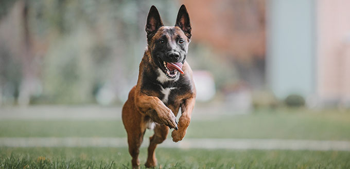 Belgian Shepherd dog (Malinois dog) running at autumn park