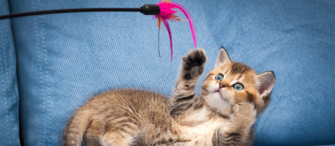 Best-Kitten-Toys-to-Keep-Your-Kitty-Entertained