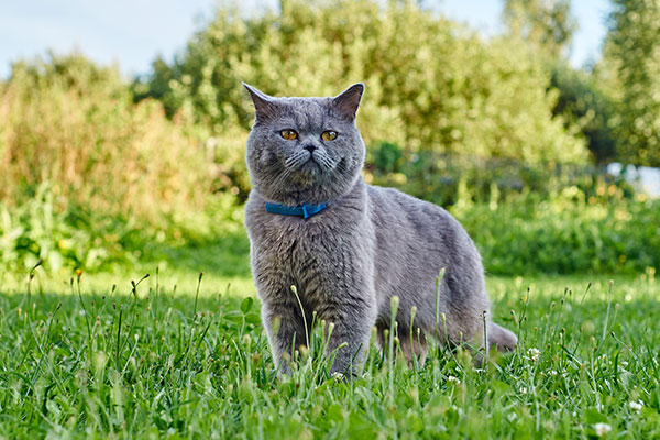 British short hair cat wearing flea collar hunting for mi?e in the garden