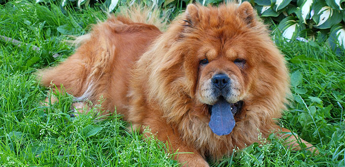 Brown chow chow dog Dina in the grass.