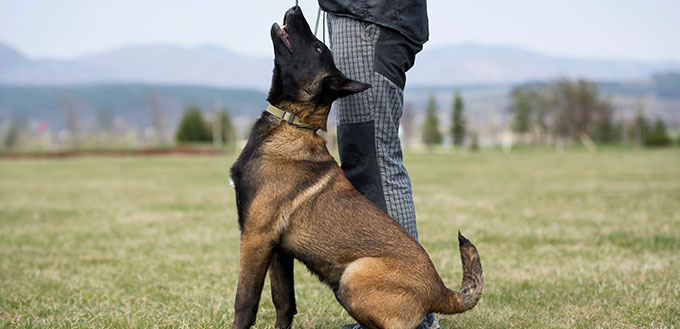 Brown dog belgian malinois in obedience training