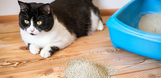 Toilette pour chat chaton bleu et noir et blanc sur le plancher en bois.