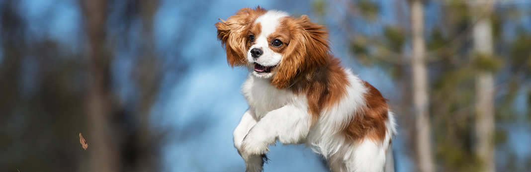 Cavalier King Charles: Breed Information, Characteristics, and Facts