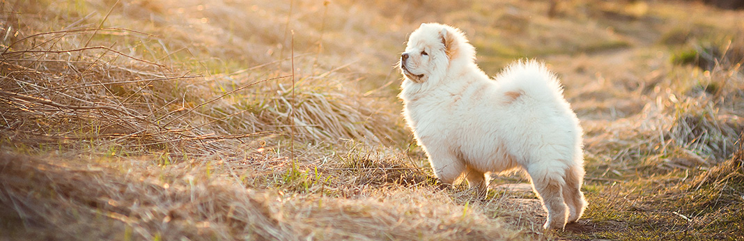 Chow Chow: Breed Information, Characteristics, and Facts