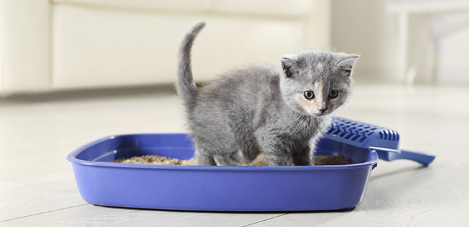 Mignon chaton British Shorthair dans la litière à la maison