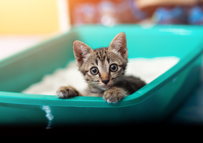 Cute little cat in the sandbox