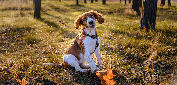 Cute portrait of welsh springer spaniel dog breed outside in autumn forest.