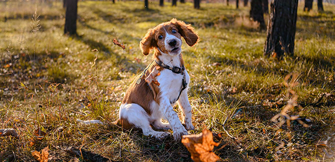 Portrait mignon de race de chien épagneul springer gallois à l'extérieur dans la forêt d'automne.