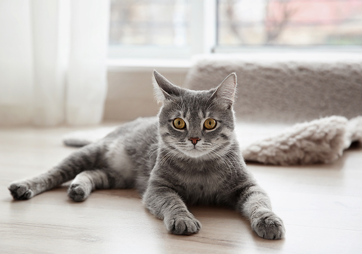 Cute tabby cat lying on floor at home