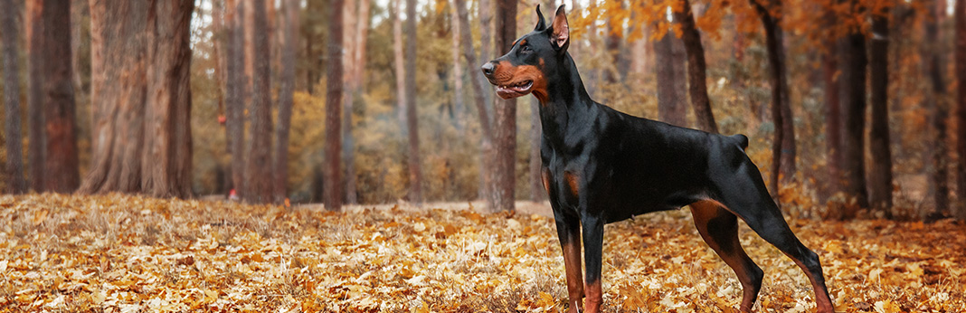 Doberman Pinscher: Breed Information, Characteristics, and Facts
