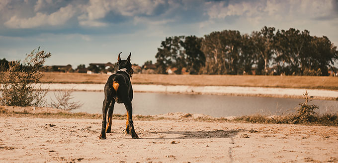 Doberman pincher from behind with river in front of him.