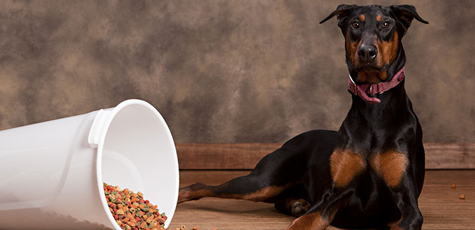 Doberman sitting next to a spilled tub of dog food. Room for your text.